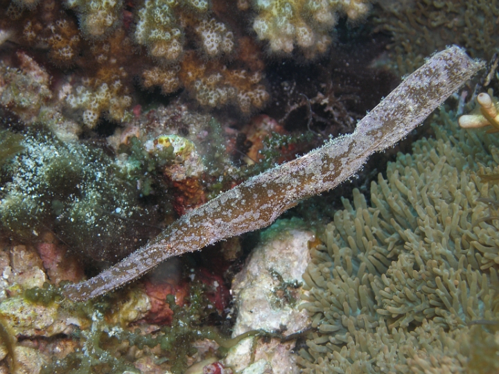 P4170456.JPG