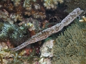 P4170456