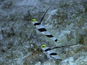 P4190754