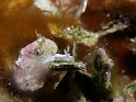 P4210918