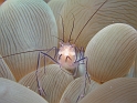 P4210929