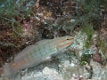 P4140282