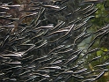 P4110754