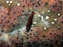 P4151228