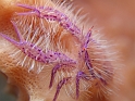 P4161459