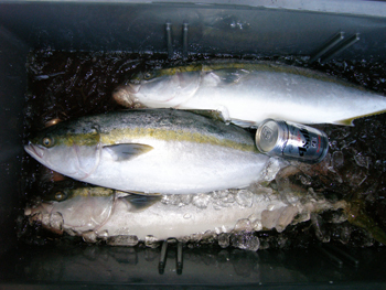 ���J�삪�ނ��������T