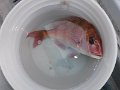 DSCF3428