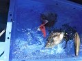 DSCF3676