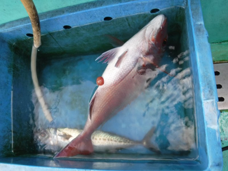 DSCF3879.JPG