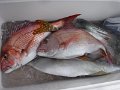 DSCF4527