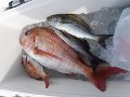 DSCF4657