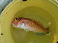 DSCF4758