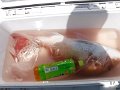DSCF5012
