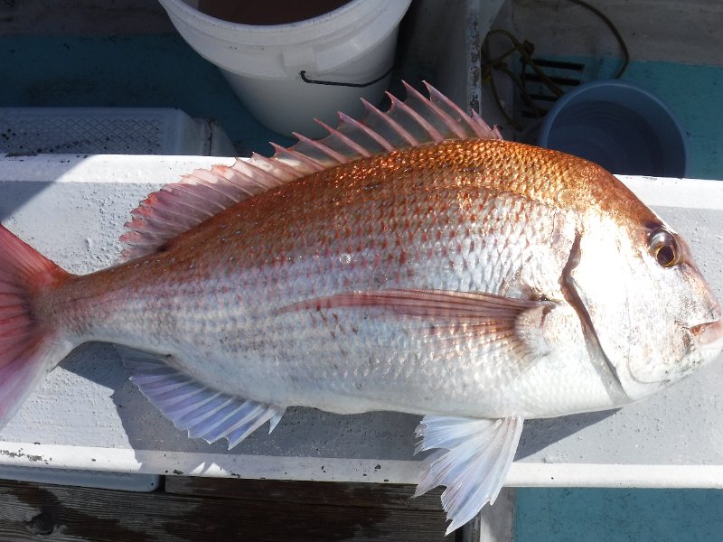 DSCF5155.JPG