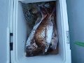 DSCF7271