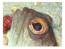 thumbnail6