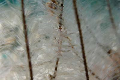 image6