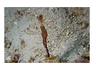 thumbnail1