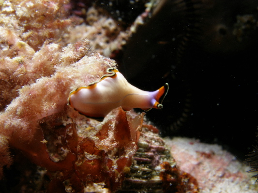 image11