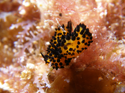 image12