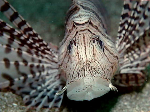 image11