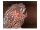 thumbnail1
