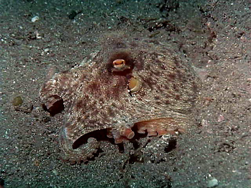 image11