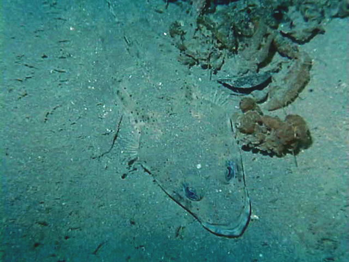 image8