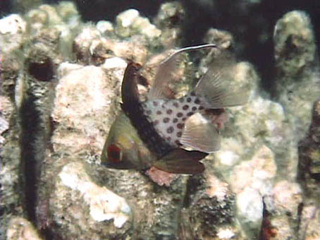 image12