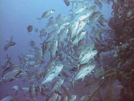 image6