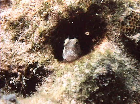 image8