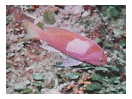 thumbnail22