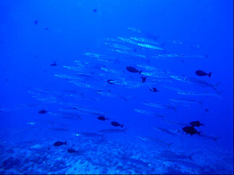 image4