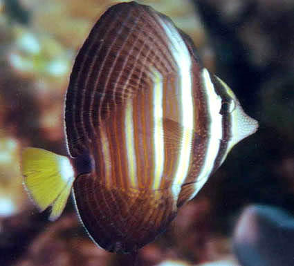 image6
