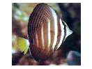 thumbnail6