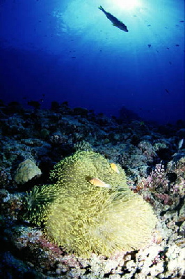 image18