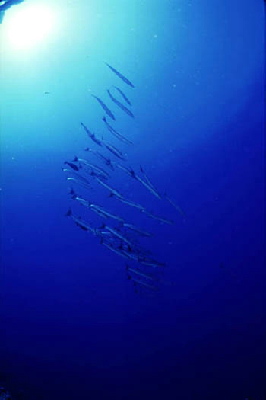 image4
