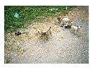 thumbnail1