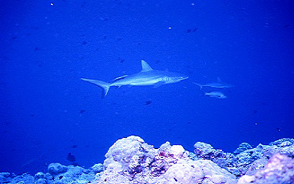 image6