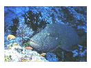 thumbnail1