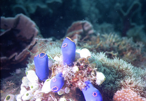 image5