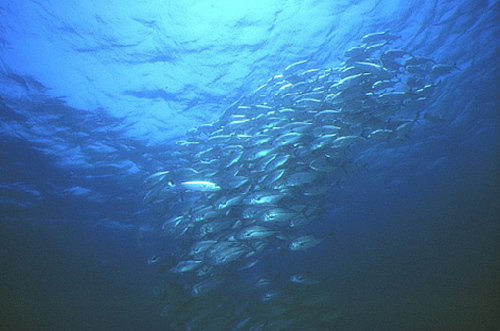image6