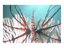 thumbnail8